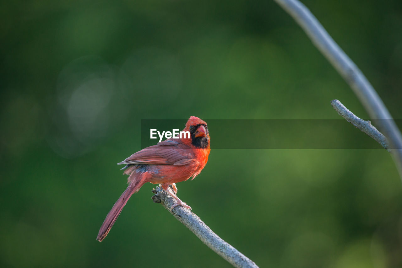 animal themes, animal, bird, animal wildlife, nature, wildlife, one animal, beak, perching, focus on foreground, close-up, red, branch, beauty in nature, no people, macro photography, green, plant, outdoors, tree, day, full length, cardinal - bird, multi colored, environment, tropical bird, songbird