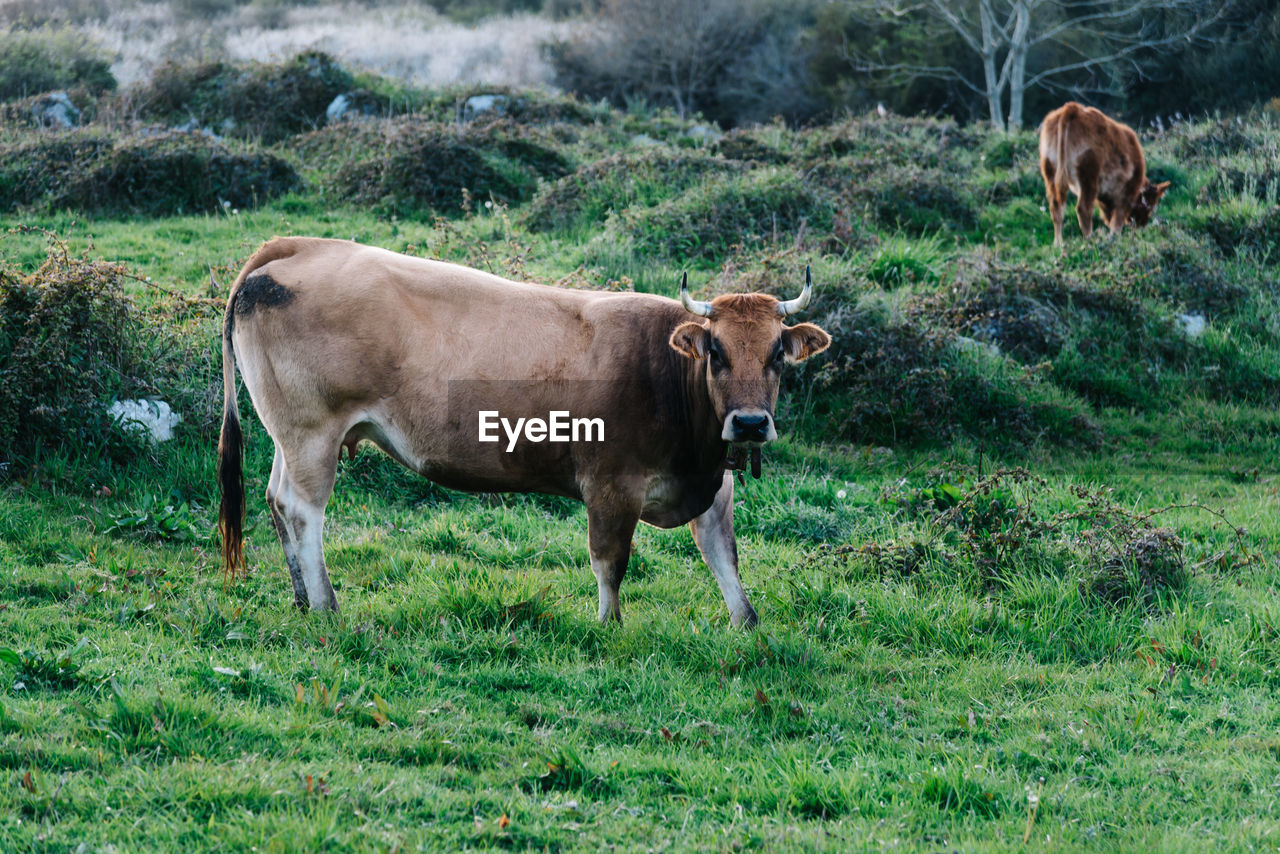 Cow in a pasture in asturias, spain