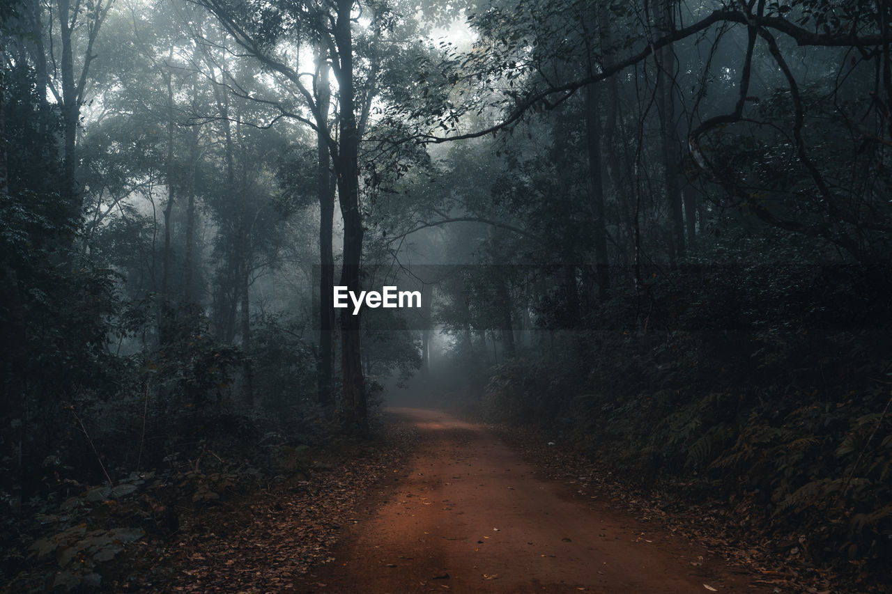 Dirt road amidst trees in forest