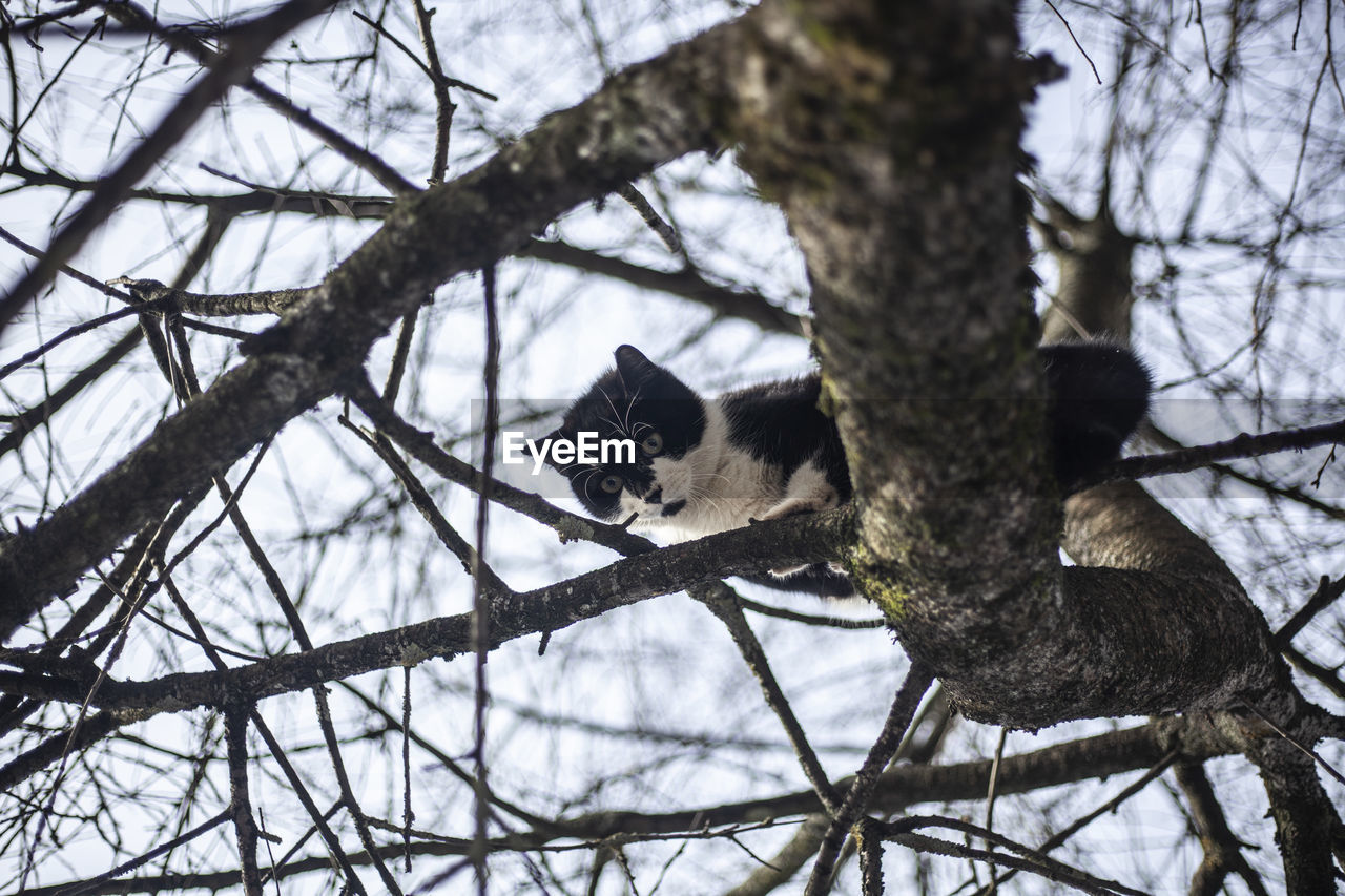 Cute cat is sitting on a tree. the cat is high on the branches. the animal escapes from the dog. 