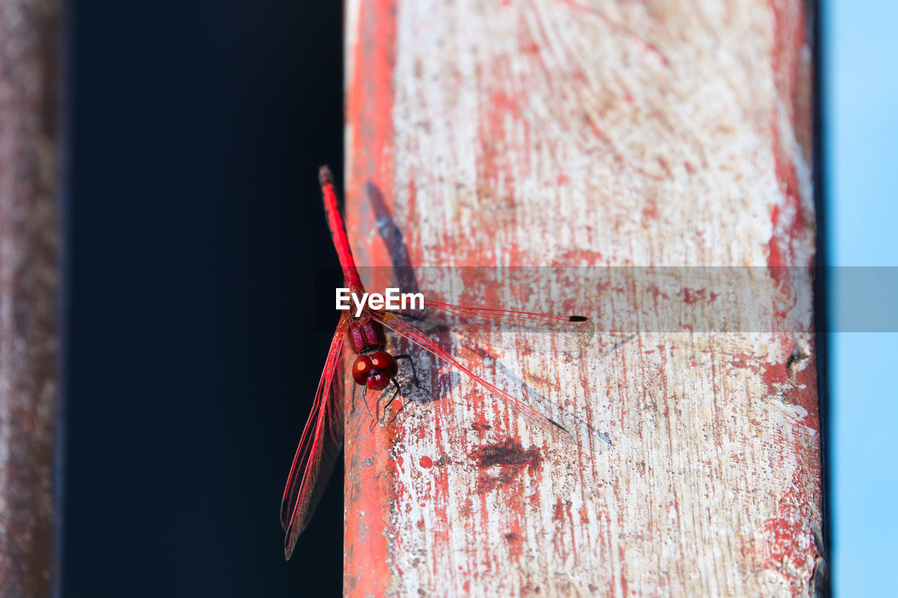 CLOSE-UP OF AN INSECT ON METAL