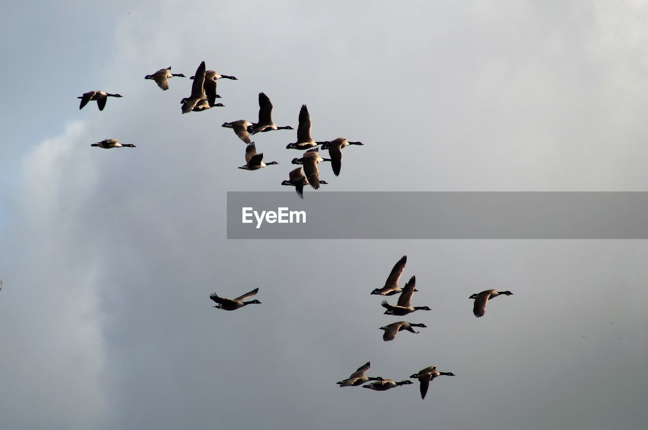 Flock of birds flying against sky