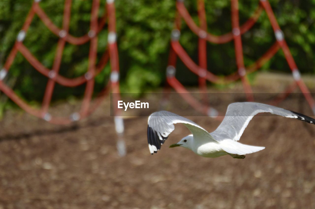 Close-up of seagull flying