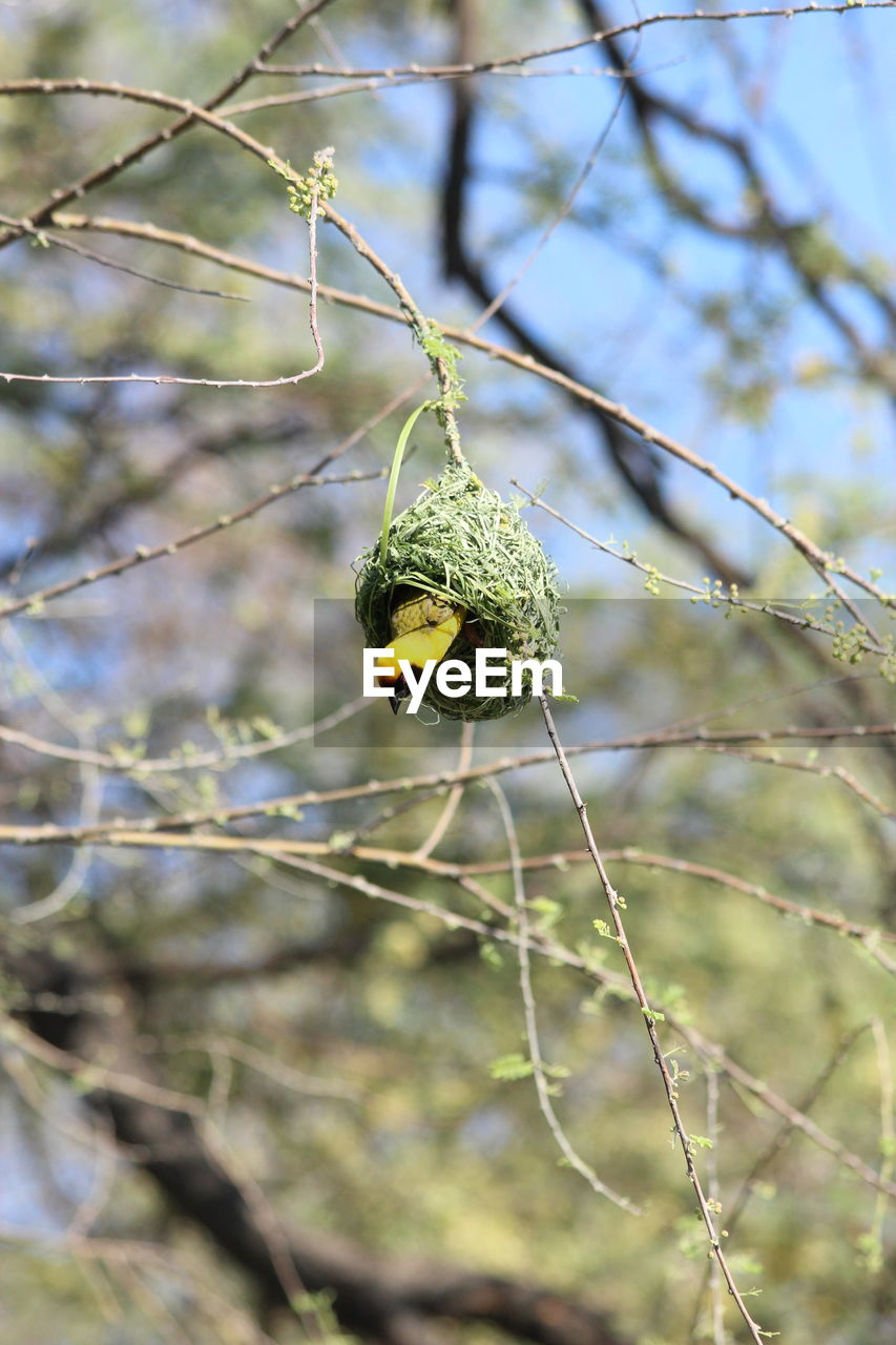 LOW ANGLE VIEW OF INSECT ON BRANCH AGAINST BLURRED BACKGROUND