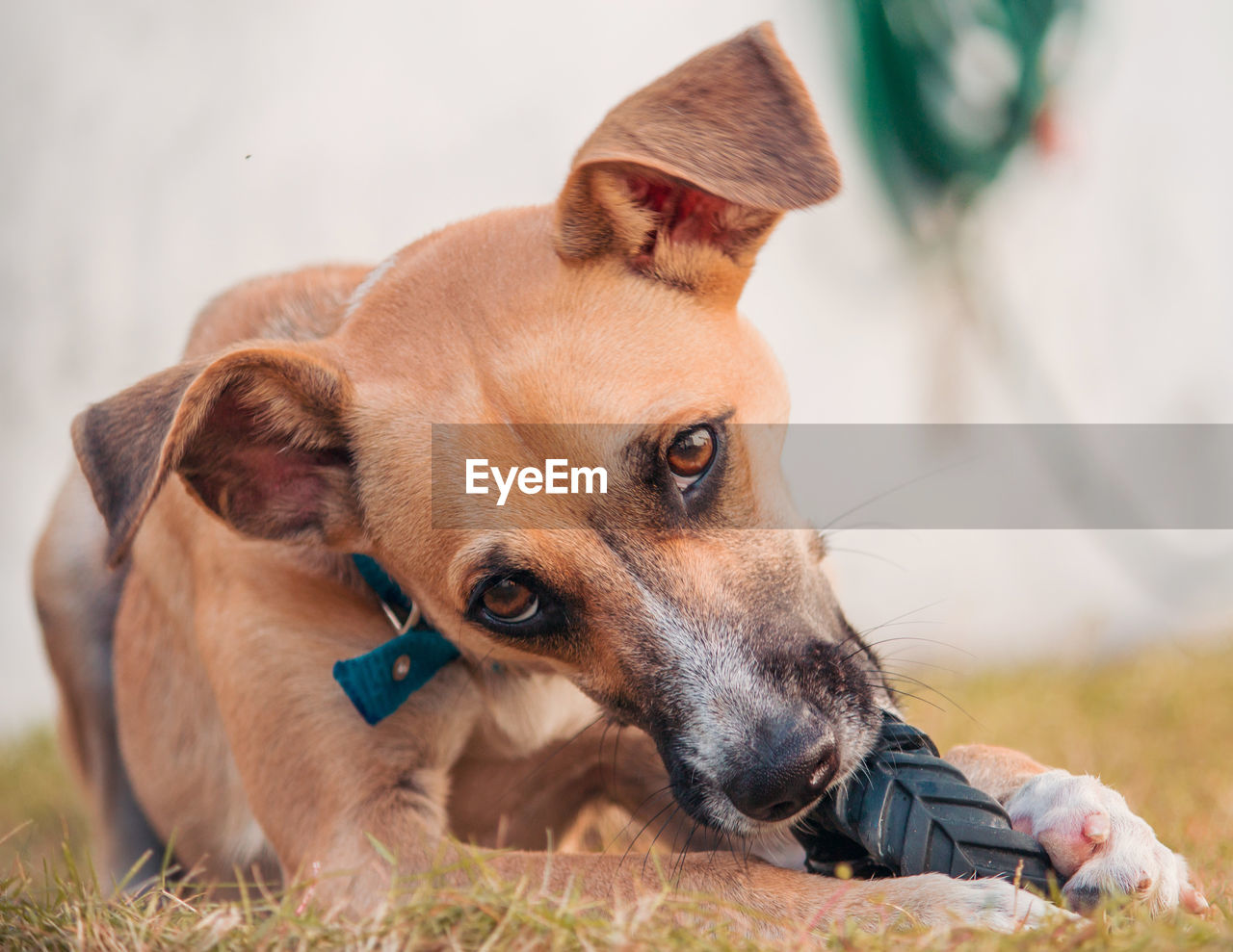 CLOSE-UP OF DOG LYING LOOKING AWAY