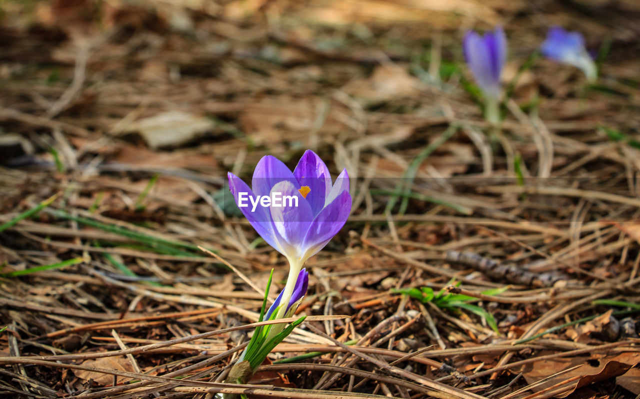 flowering plant, flower, plant, fragility, petal, vulnerability, freshness, beauty in nature, land, field, iris, close-up, crocus, flower head, inflorescence, purple, nature, growth, day, no people