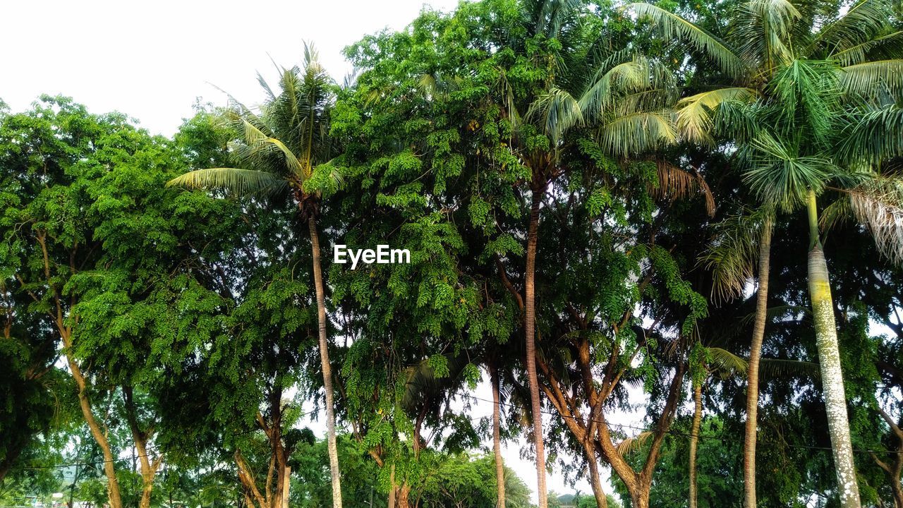 PALM TREES AND PLANTS GROWING IN FOREST