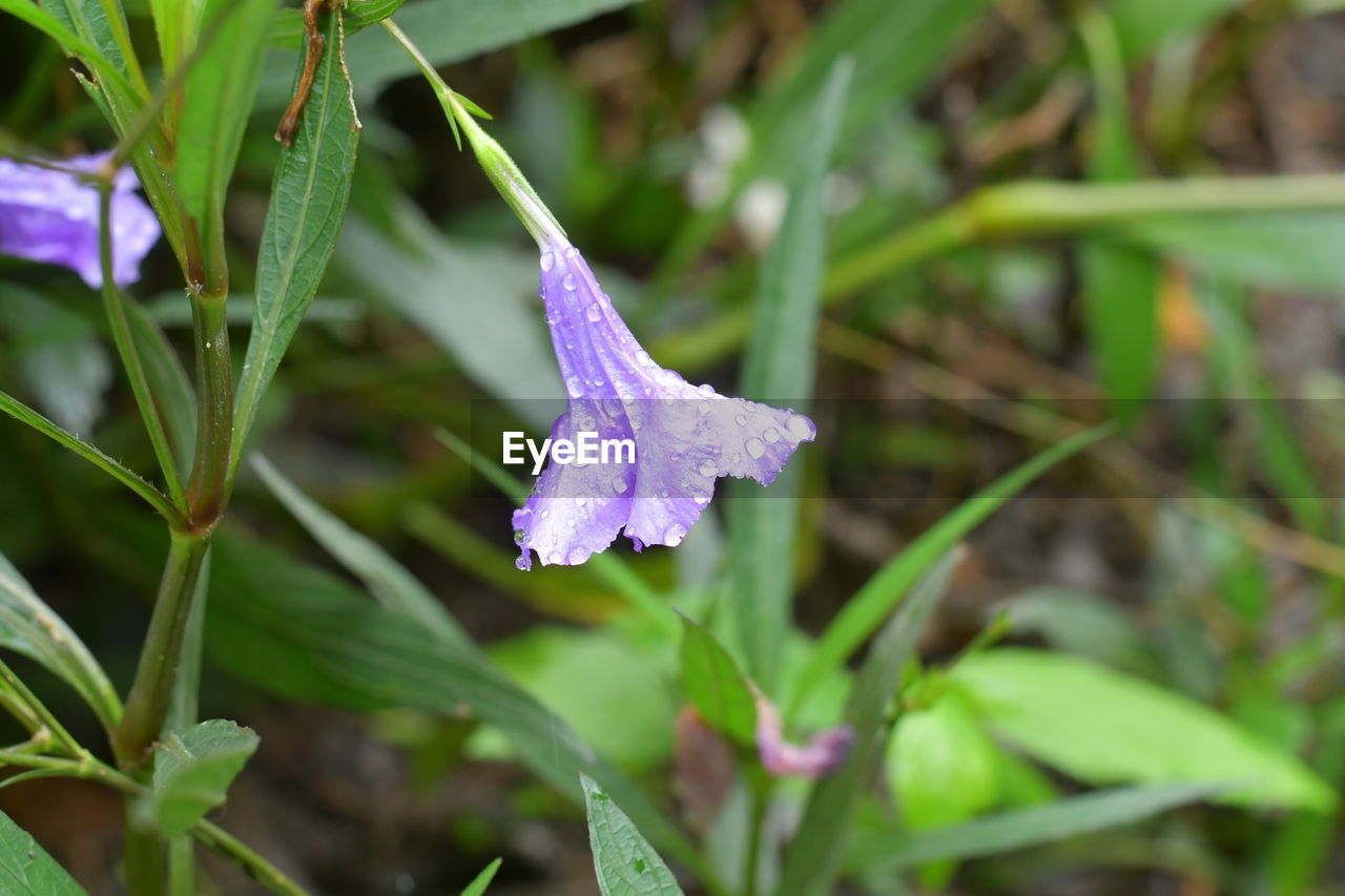 CLOSE-UP OF PURPLE FLOWER PLANT