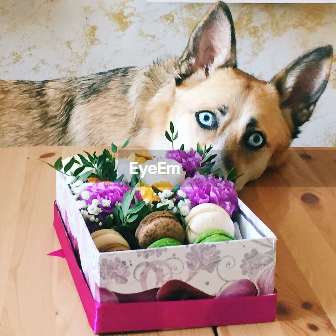 HIGH ANGLE VIEW OF CAT ON FLOWER