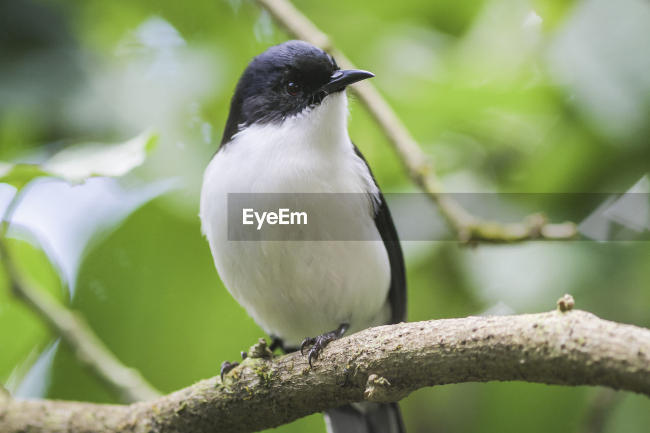 Close-up of bird perching on branch