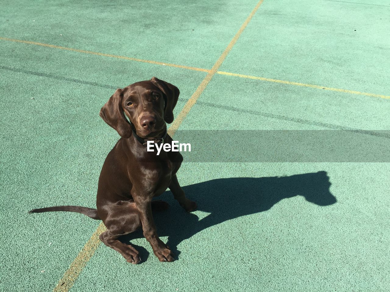 HIGH ANGLE PORTRAIT OF DOG SITTING ON SHADOW