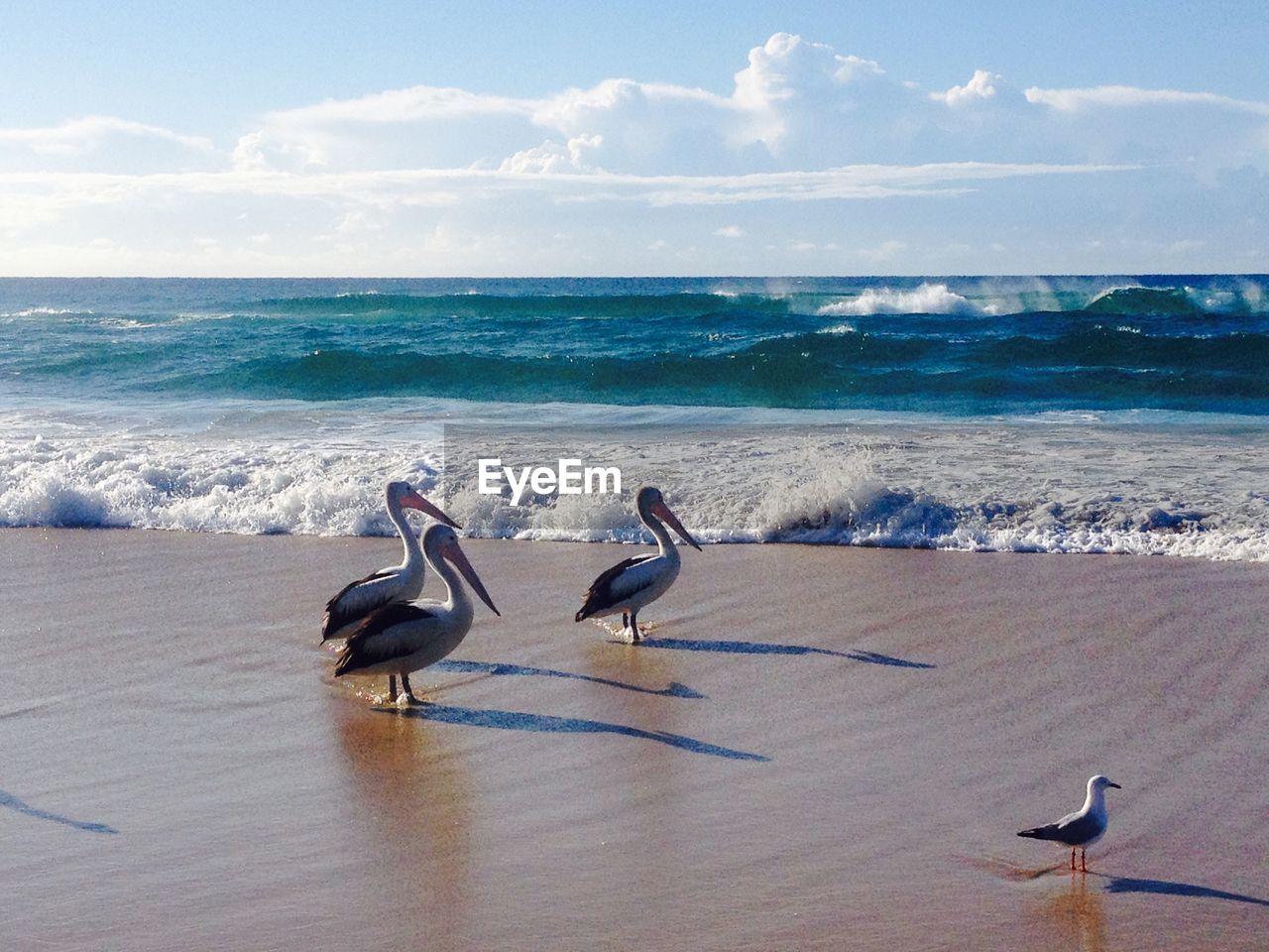 BIRDS ON BEACH