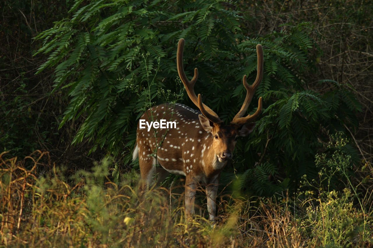 GIRAFFE STANDING ON GRASS AGAINST PLANTS
