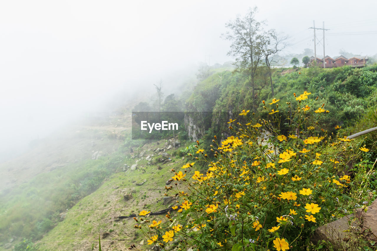 Scenic view of landscape against sky during foggy weather