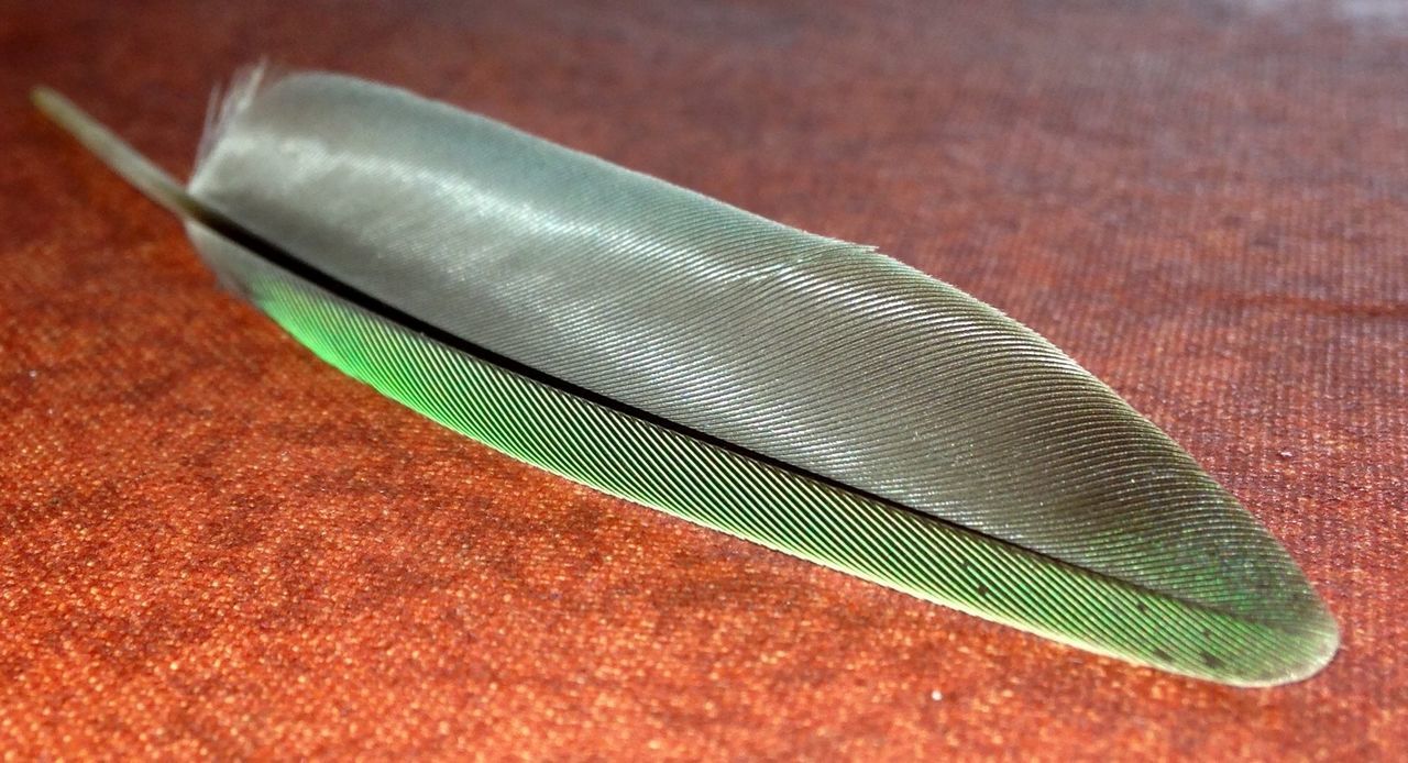 HIGH ANGLE VIEW OF FEATHER ON THE TABLE