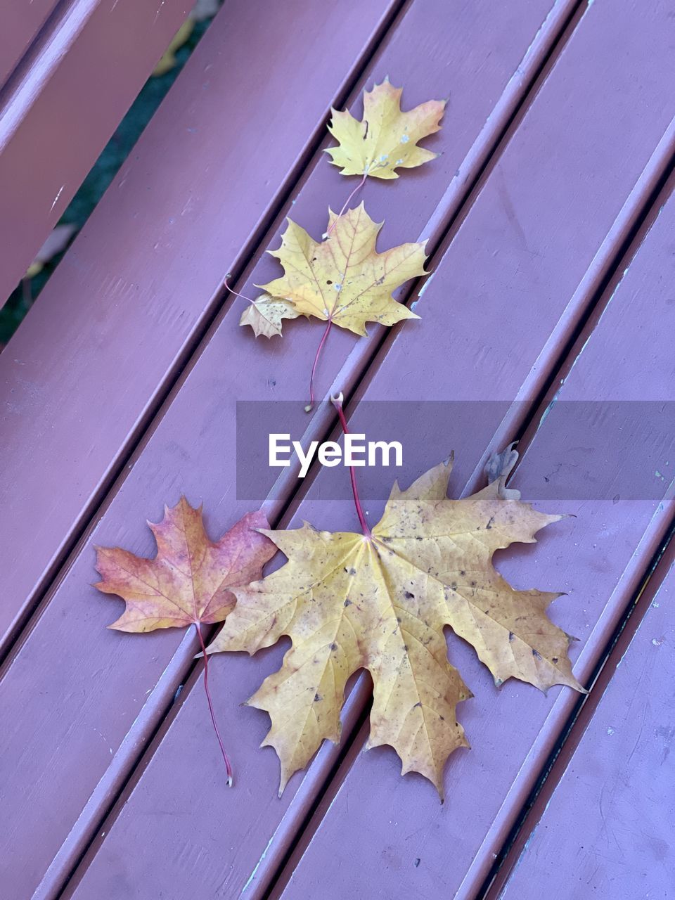 HIGH ANGLE VIEW OF DRIED PLANT ON TABLE