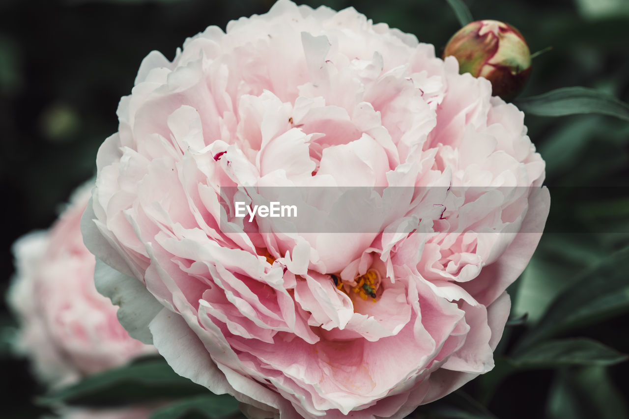 Close-up of pink rose