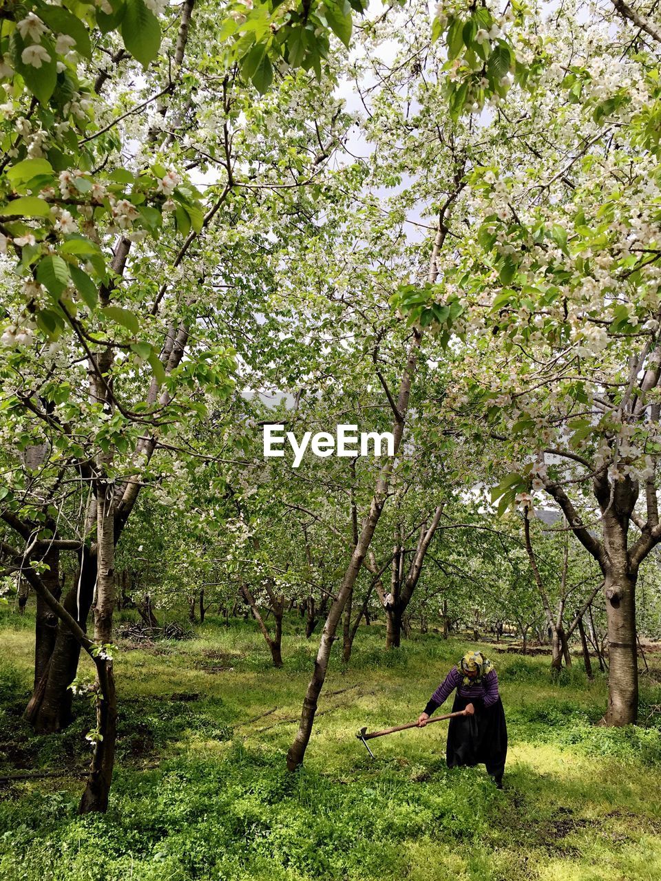 Trees on grassy field