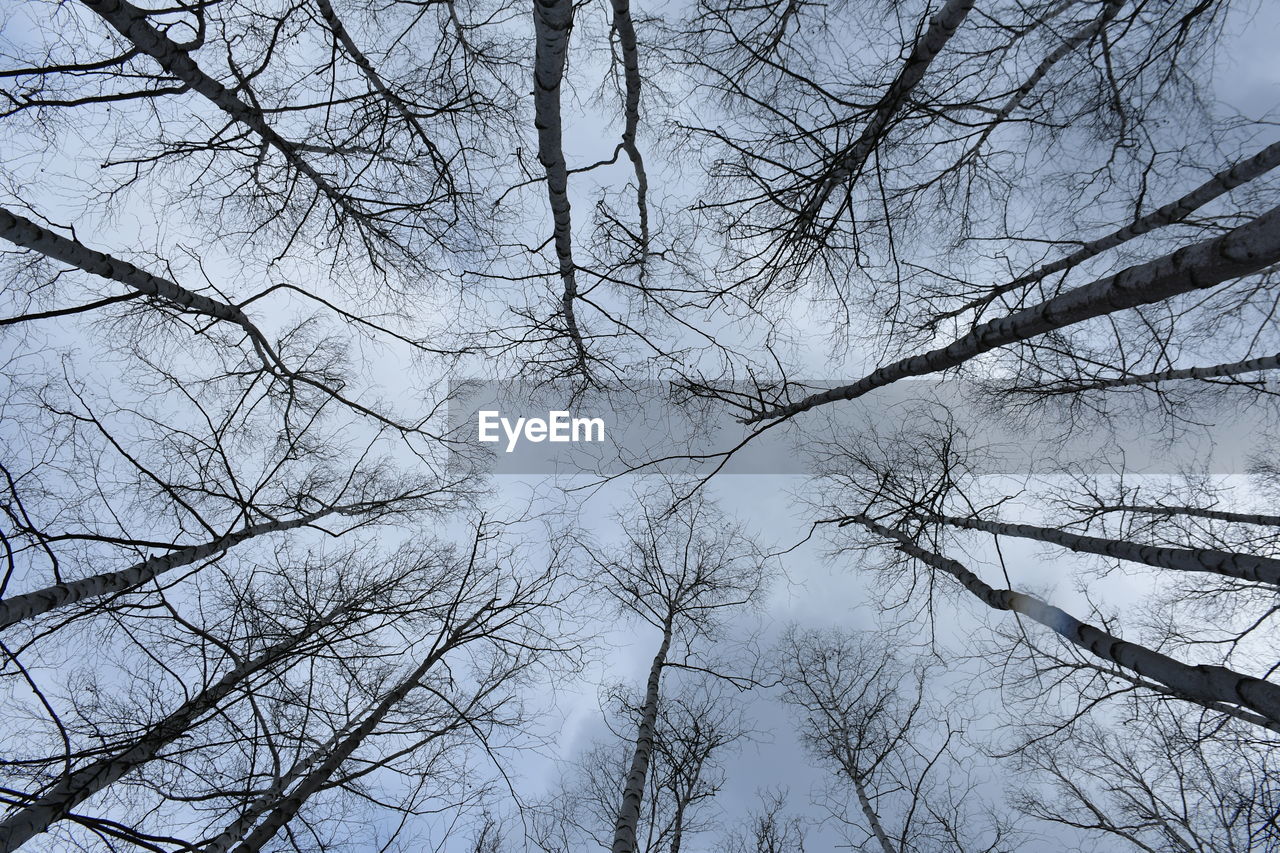 LOW ANGLE VIEW OF BARE TREES IN WINTER