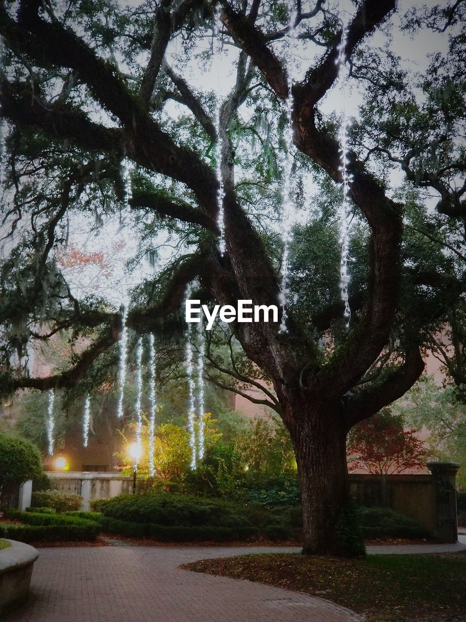 Trees against sky