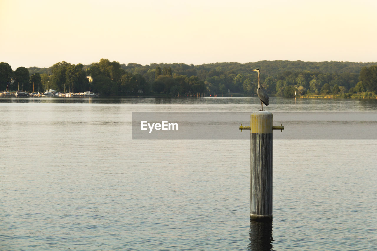 Gray heron on wooden post in river