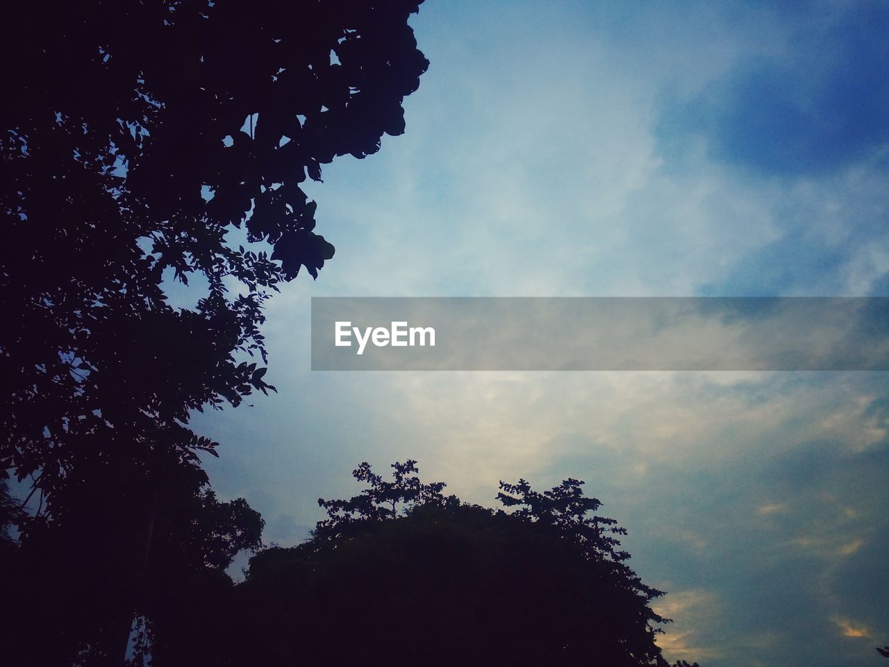 LOW ANGLE VIEW OF SILHOUETTE TREES AGAINST SKY