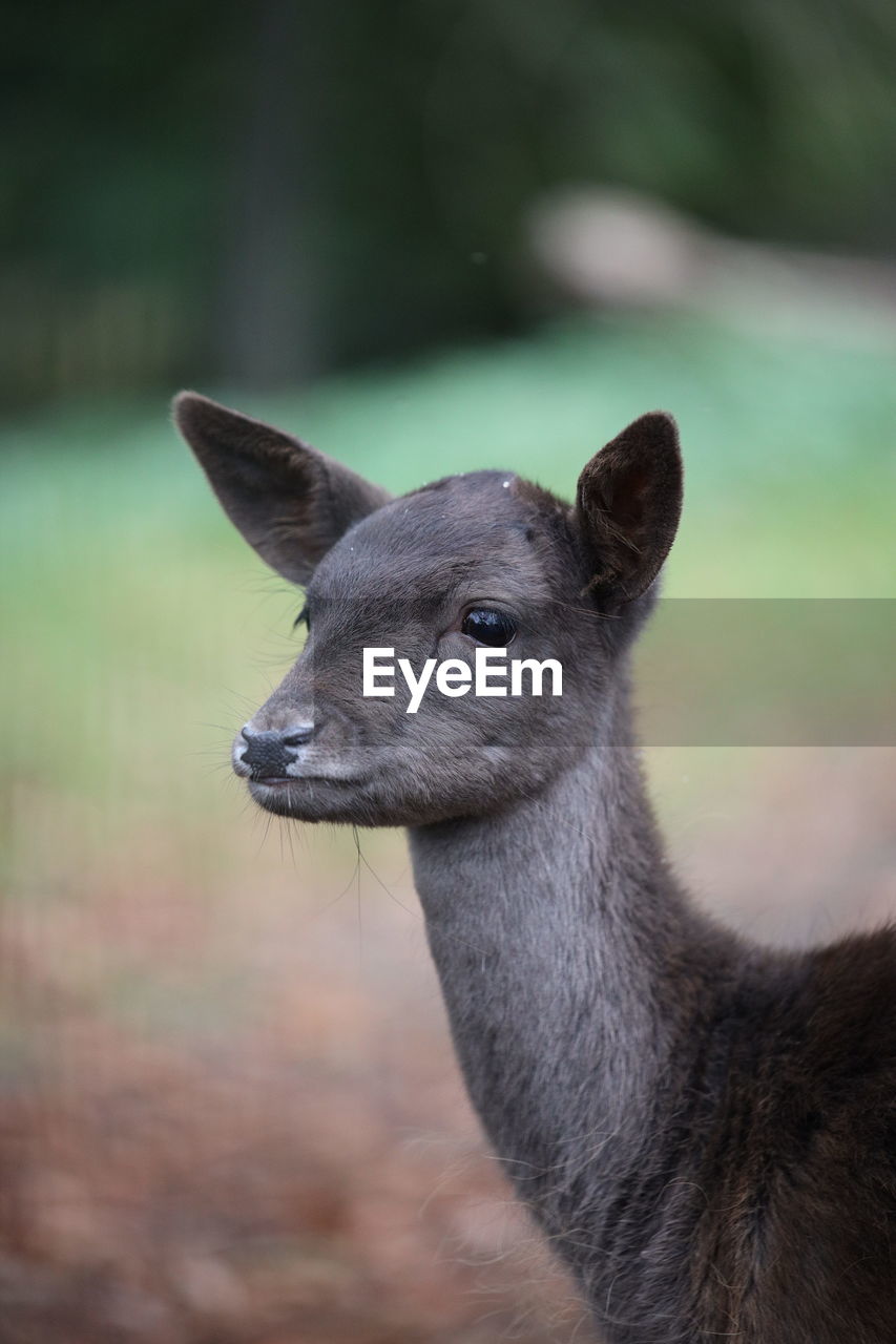 CLOSE-UP OF AN ANIMAL
