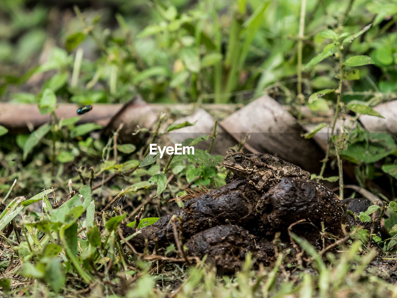CLOSE-UP OF LIZARD ON FIELD