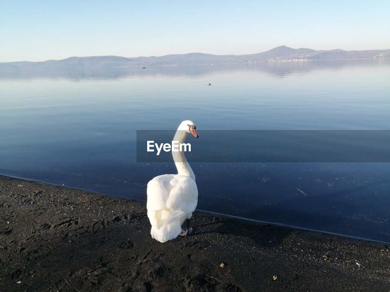 water, animal themes, animal, bird, reflection, animal wildlife, wildlife, lake, swan, nature, one animal, beauty in nature, no people, tranquility, sky, day, white, water bird, tranquil scene, horizon, beach, mountain, scenics - nature, ducks, geese and swans, environment, wing, morning, outdoors, land