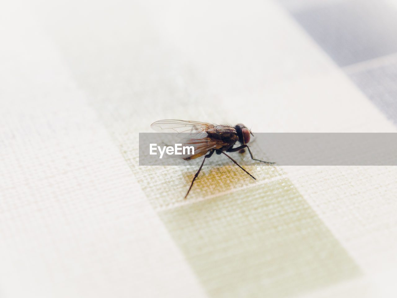 Close-up of housefly on tablecloth