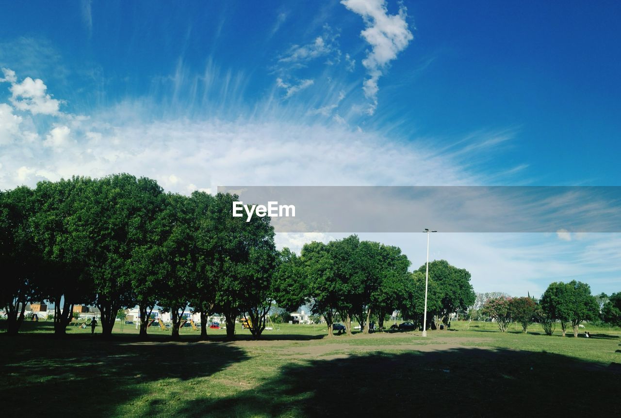 Trees on field against sky