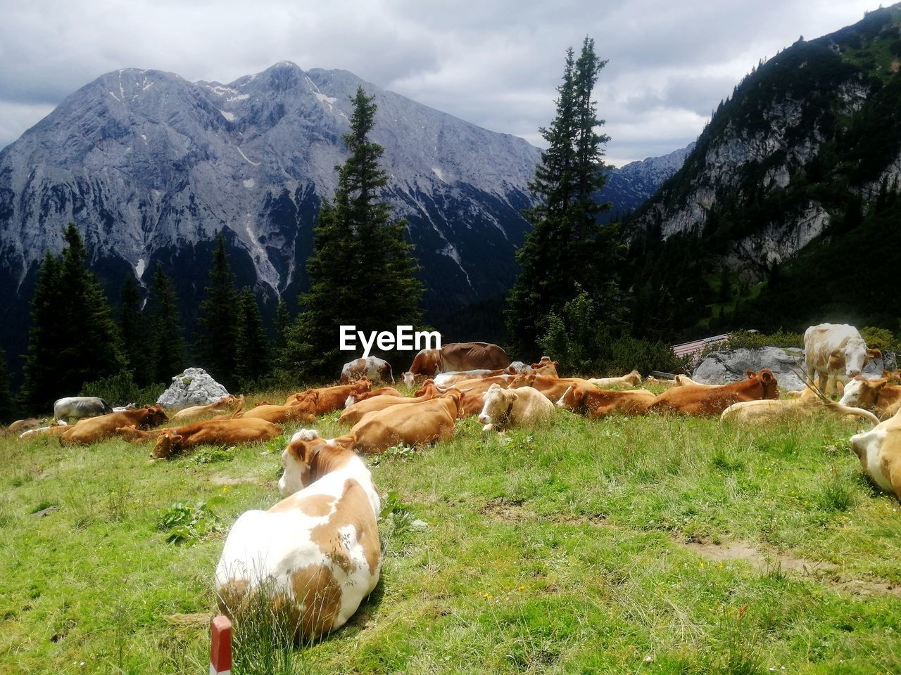 VIEW OF SHEEP ON FIELD