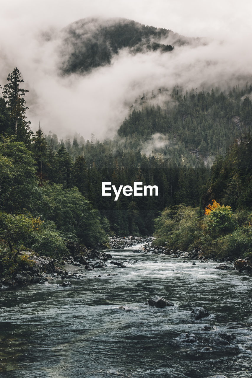 Scenic view of river amidst trees in forest against sky