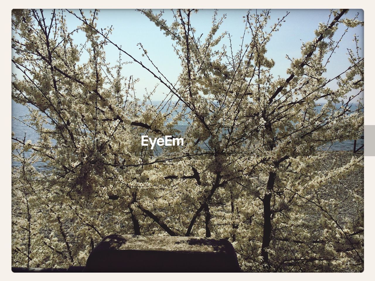 Flowers growing on tree