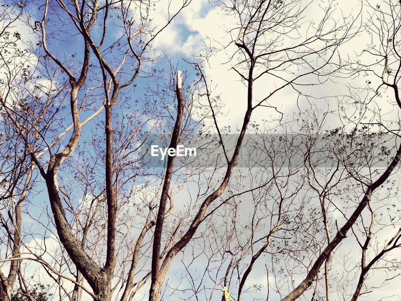 LOW ANGLE VIEW OF TREES AGAINST SKY