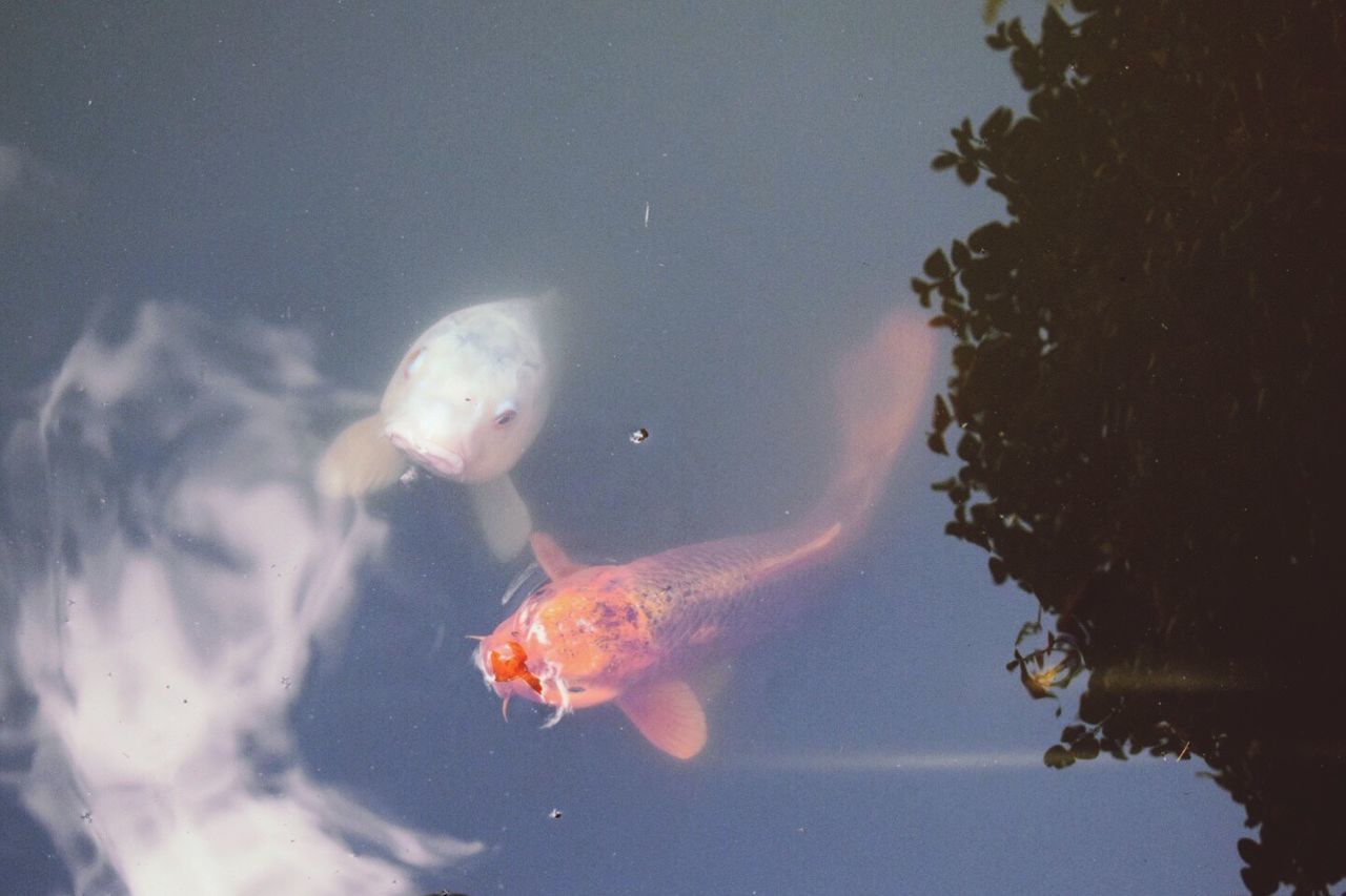 CLOSE-UP OF FISH SWIMMING IN WATER