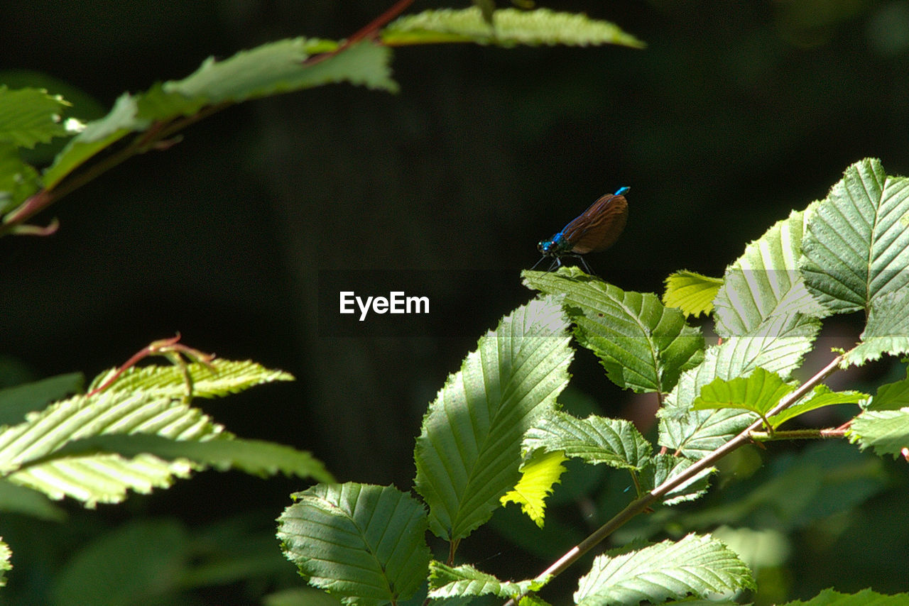 CLOSE-UP OF BIRD PERCHING ON LEAF