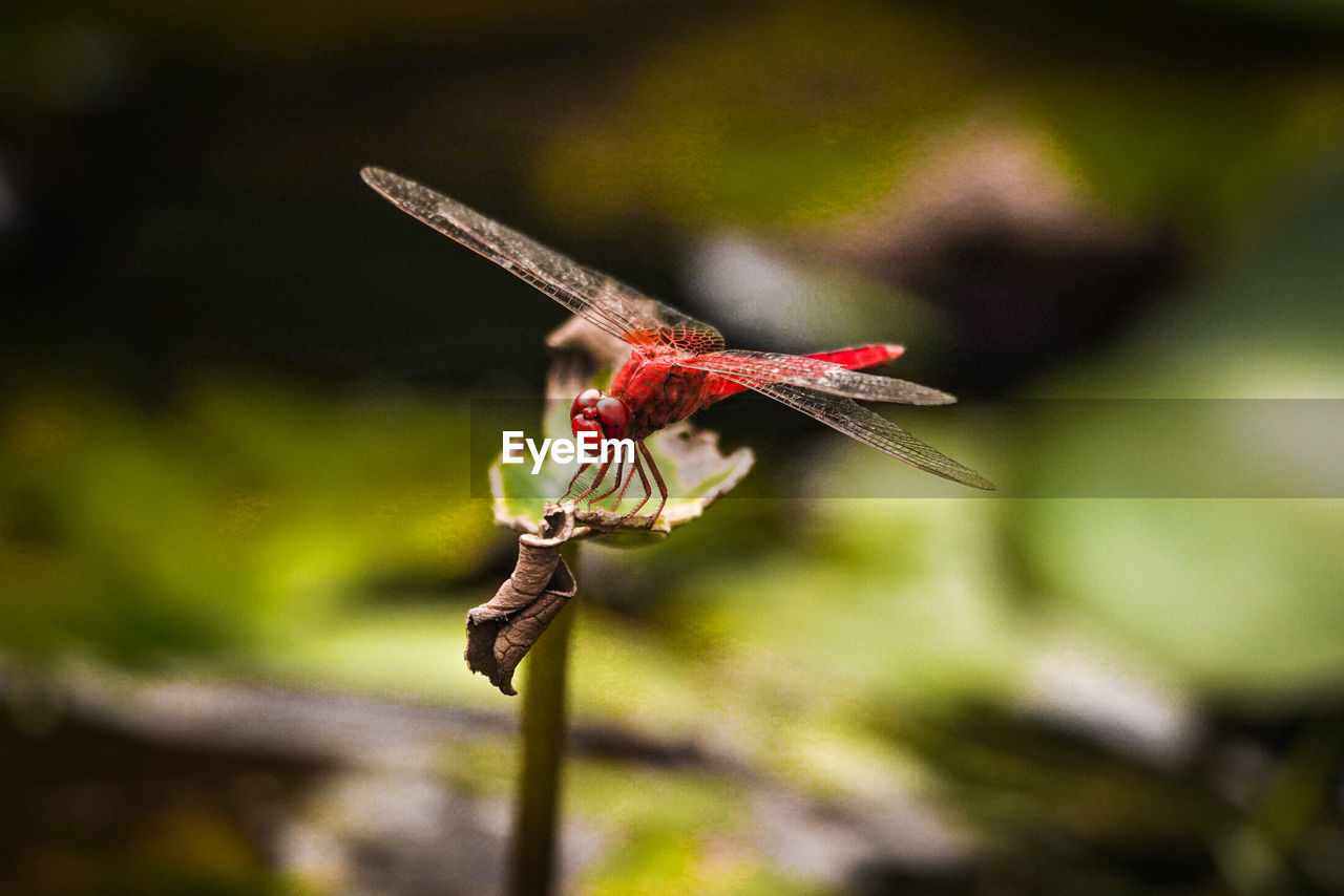 CLOSE-UP OF RED INSECT ON FLOWER