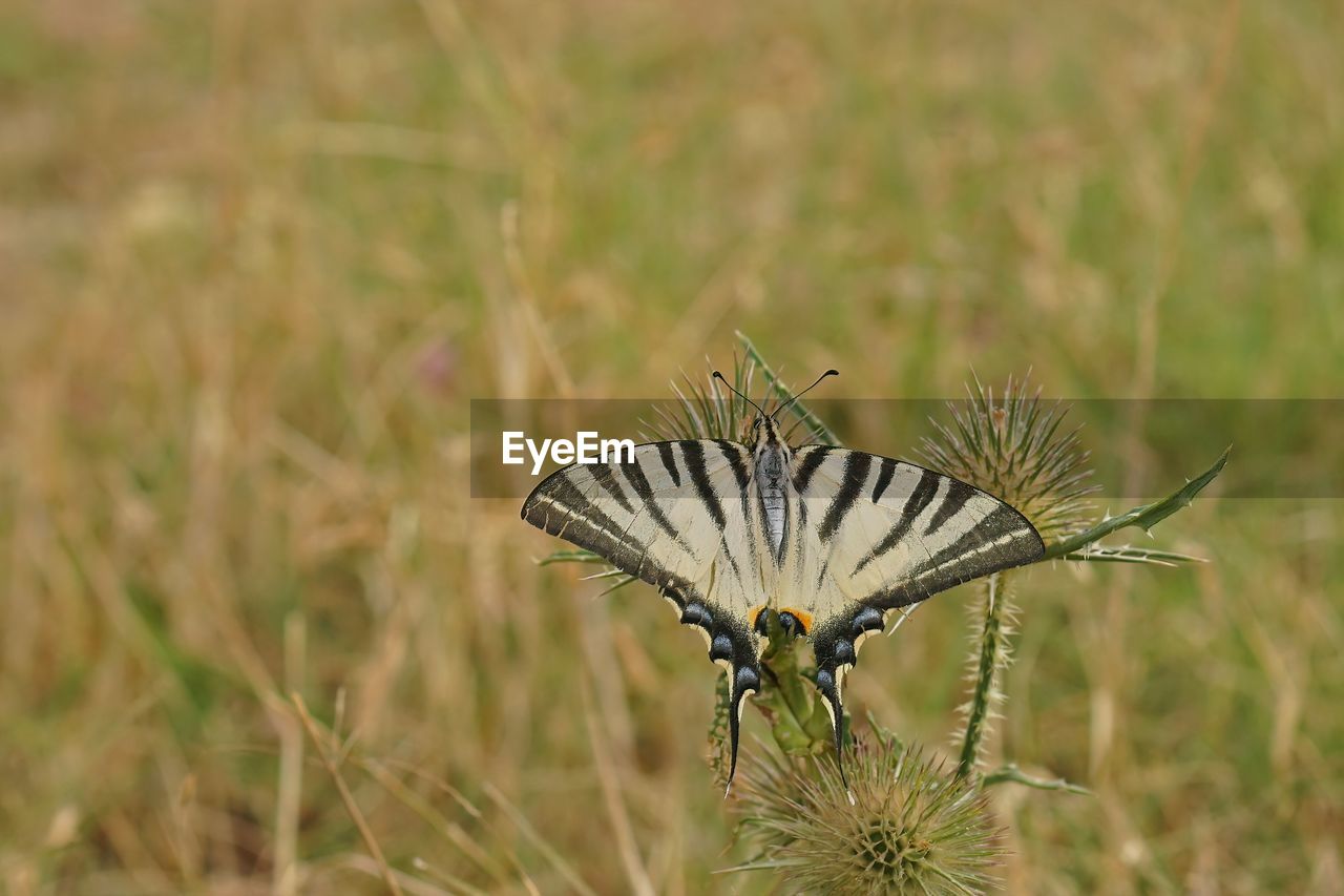 Natural closeup on a white striped scarce swallowtail butterfly , iphiclides podalirius 