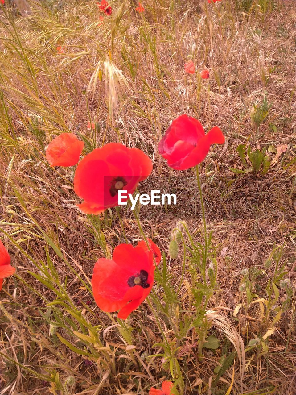 CLOSE-UP OF RED POPPY FLOWERS ON FIELD
