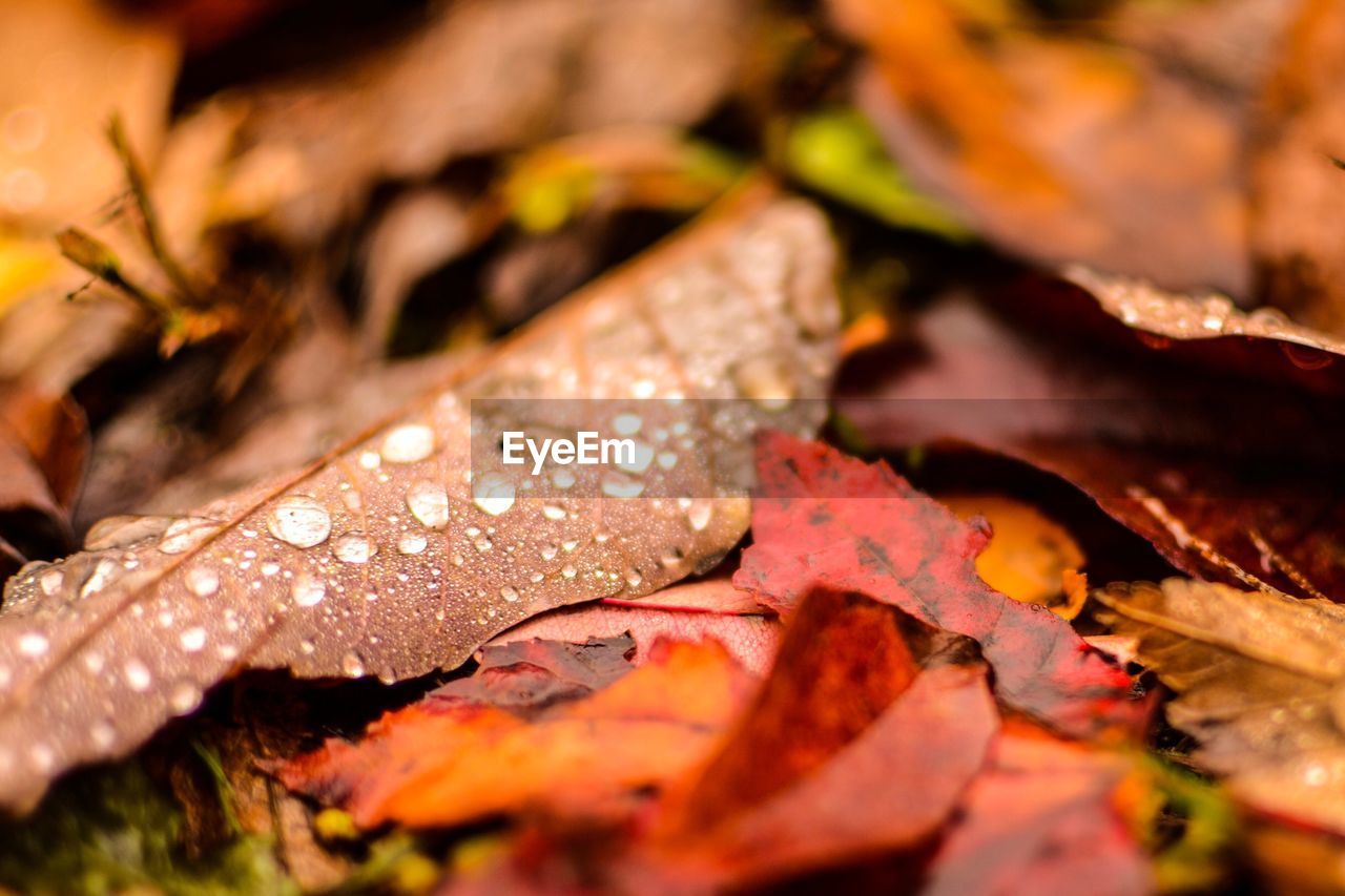 Close-up of wet maple leaves during autumn