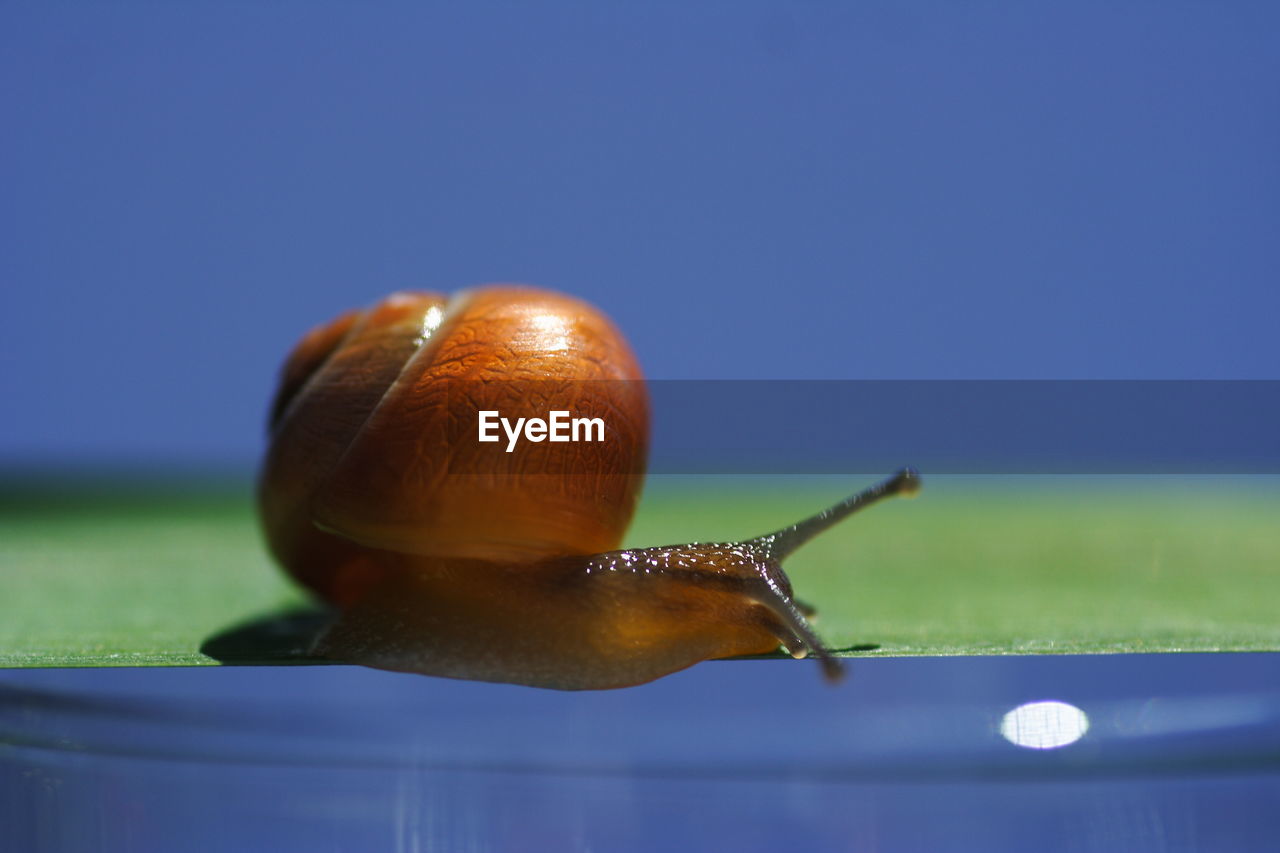 Close-up of snail on grass