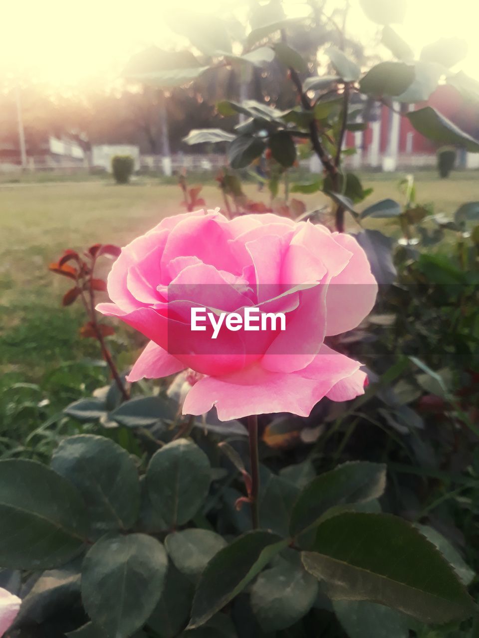 CLOSE-UP OF PINK ROSE IN GARDEN