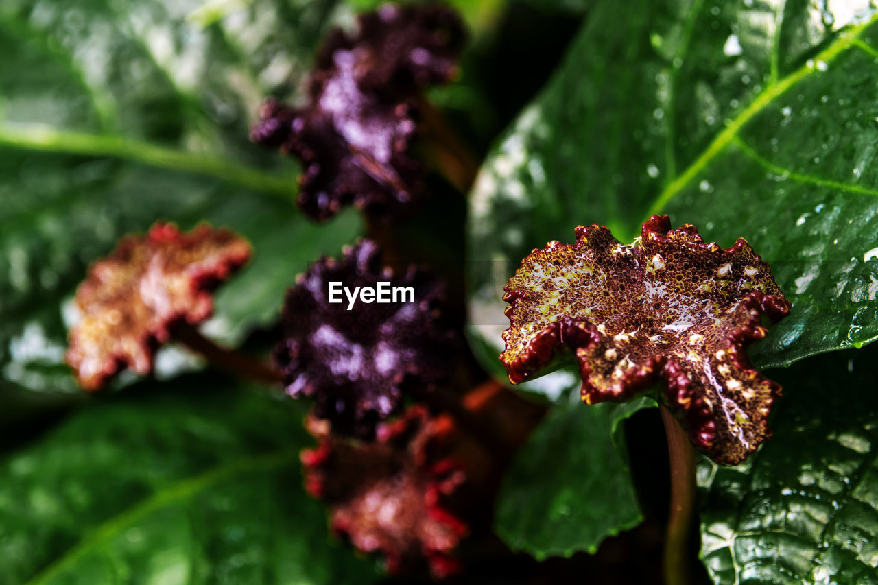 close-up of water drops on plant