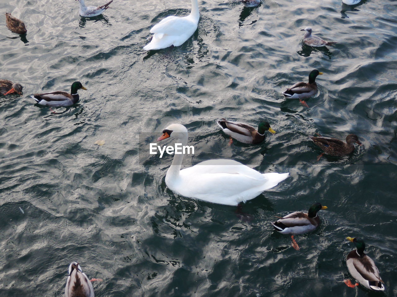 High angle view of swans swimming in lake