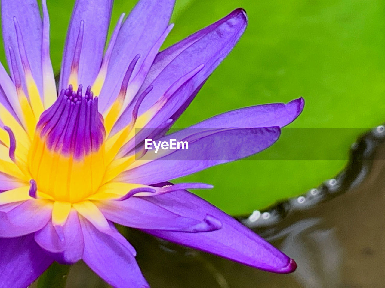 CLOSE-UP OF PURPLE FLOWER WITH WATER DROPS