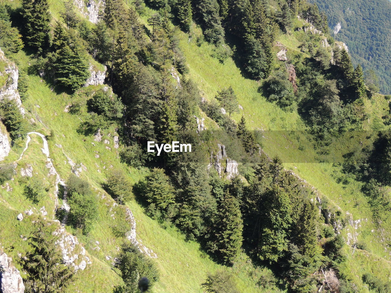 HIGH ANGLE VIEW OF TREES AND PLANTS GROWING IN FOREST