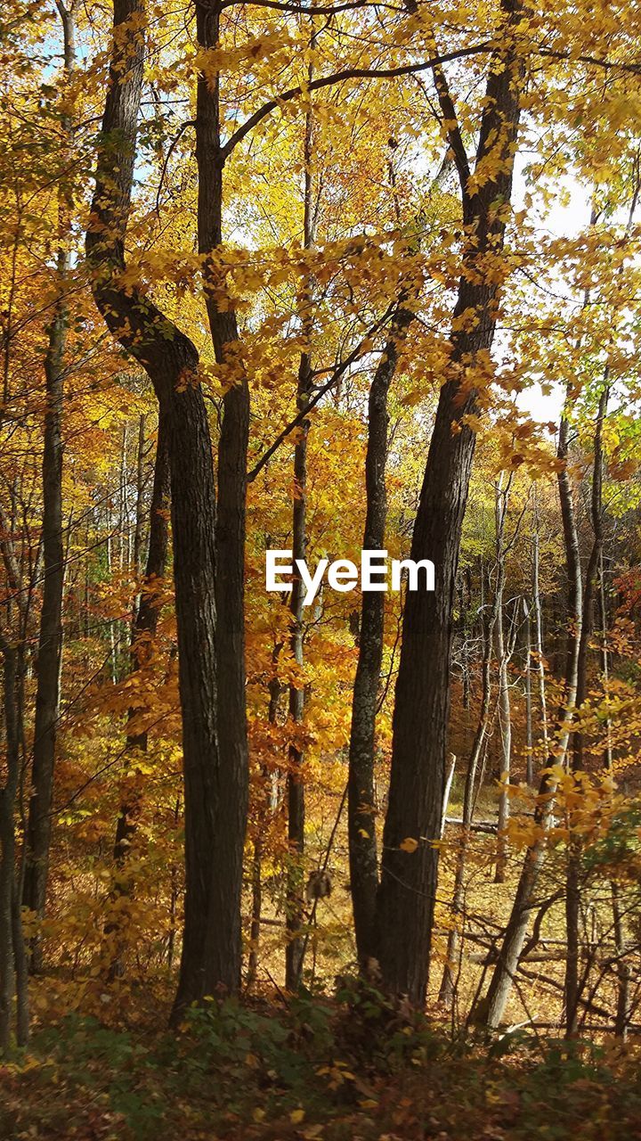 VIEW OF TREES IN FOREST