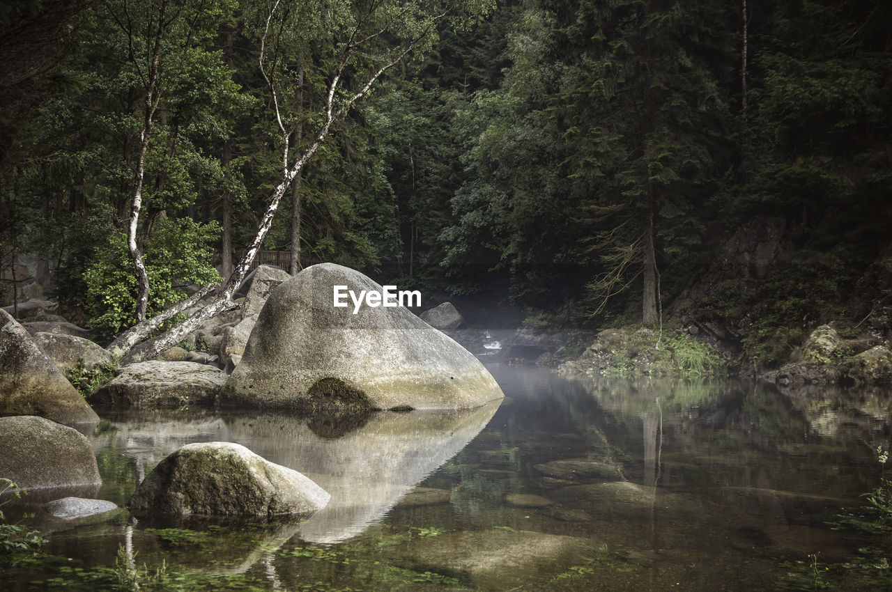 Scenic view of river amidst trees in forest