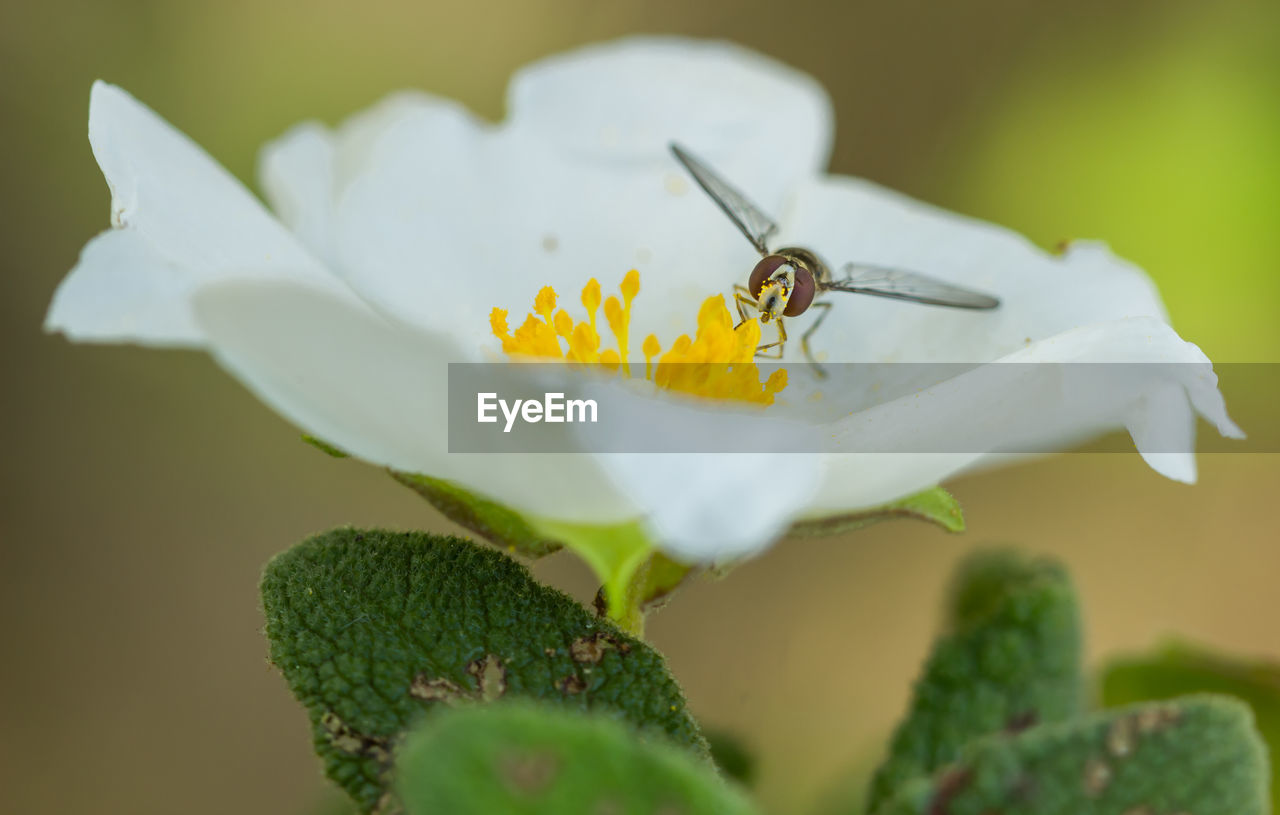 Close-up of insect on white flower